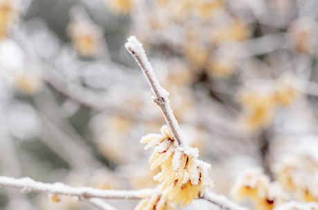 第一场雪 峻青(峻青：揭秘第一场雪的神奇魅力)