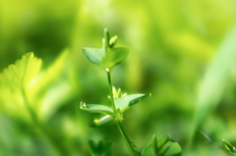 翻砂芋头(霸气十足！翻砂芋头获得年度农业特色优品)